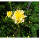 Pallerokerria (Kerria Japonica 'Pleniflora')